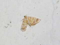 Cryptosara caritalis