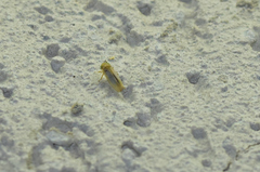 Cicadellidae