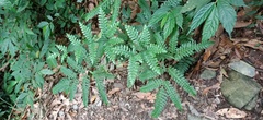 Pteris amoena