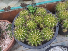 Echinopsis