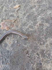Anguis colchica