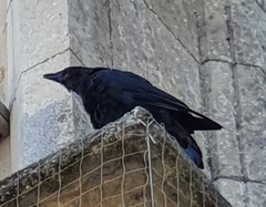 Corvus corone