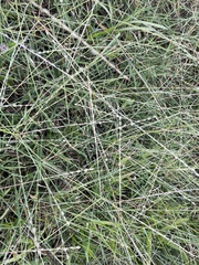 Digitaria ciliaris