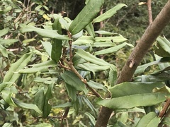 Elaeagnus