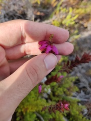 Erica ciliaris