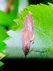 Cryptaspasma querula
