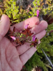 Erica ciliaris