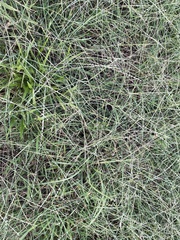 Digitaria ciliaris