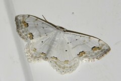 Scopula ornata