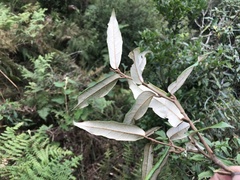 Elaeagnus