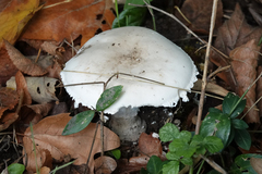 Leucoagaricus leucothites