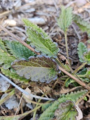Betonica officinalis