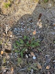 Betonica officinalis