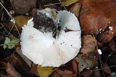 Leucoagaricus leucothites