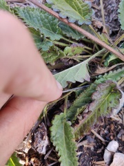 Betonica officinalis