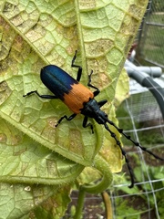 Desmocerus palliatus