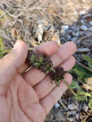 Betonica officinalis