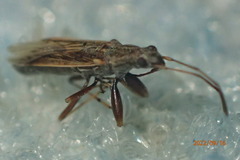 Paromius longulus