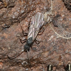 Rhytidoponera