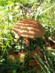 Leccinum