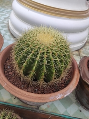 Kroenleinia grusonii