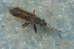 Paromius longulus