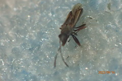 Paromius longulus