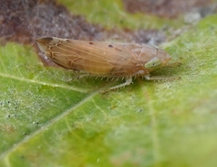 Synophropsis lauri