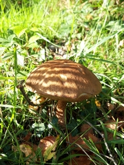 Leccinum