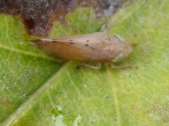 Synophropsis lauri