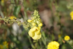 Verbascum