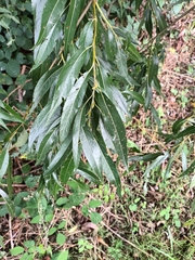 Salix euxina