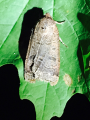 Abagrotis