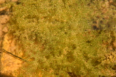 Chaetophoraceae