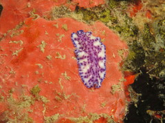 Pseudoceros laingensis