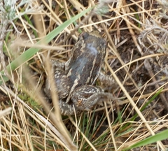 Pelobates vespertinus