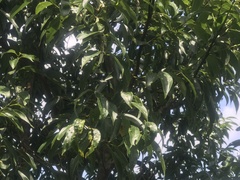 Cinnamomum osmophloeum