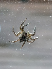 Plexippus paykulli