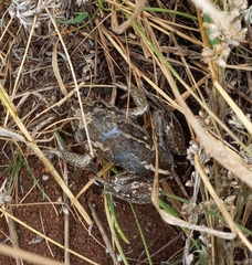 Pelobates vespertinus