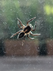 Plexippus paykulli
