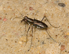 Odontochilina