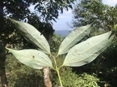 Cinnamomum osmophloeum