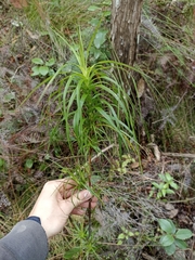 Dracophyllum sinclairii