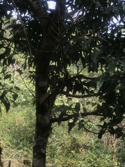 Cinnamomum osmophloeum