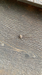 Dicranopalpus ramosus