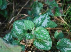 Lamium galeobdolon argentatum