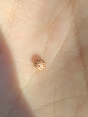 Neuroterus anthracinus