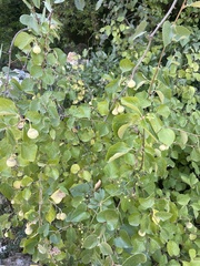 Styrax officinalis