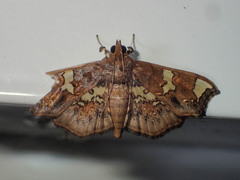 Chrysothyridia triangulifera