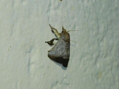 Limacodidae